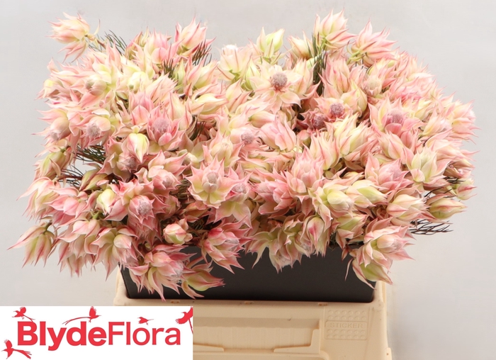 <h4>Serruria Satin Star 2-5</h4>