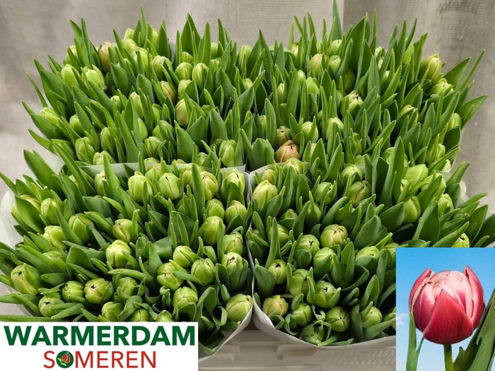 <h4>TU DU COLUMBUS</h4>