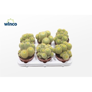 Notocactus Leninghausii (group)