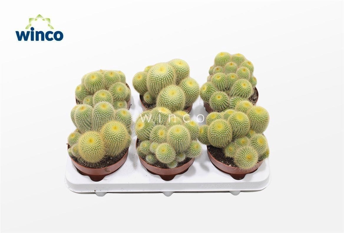 <h4>Notocactus Leninghausii (group)</h4>