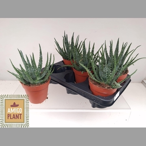 ALOE AR BORA