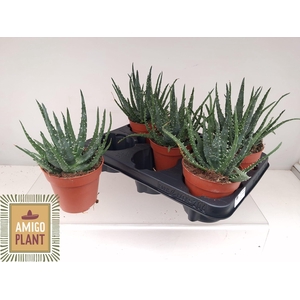 ALOE AR BORA