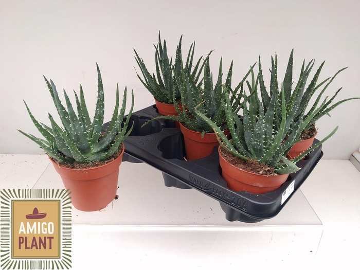 <h4>ALOE AR BORA</h4>