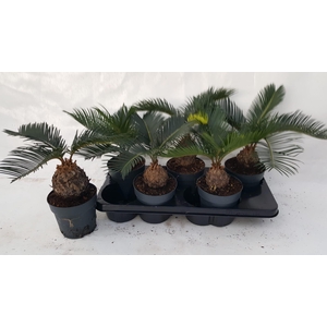 CYCAS REVOLUTA