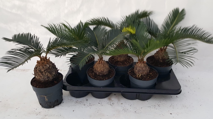<h4>CYCAS REVOLUTA</h4>