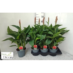 CANNA KRETA