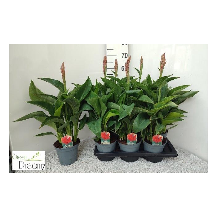 <h4>CANNA KRETA</h4>