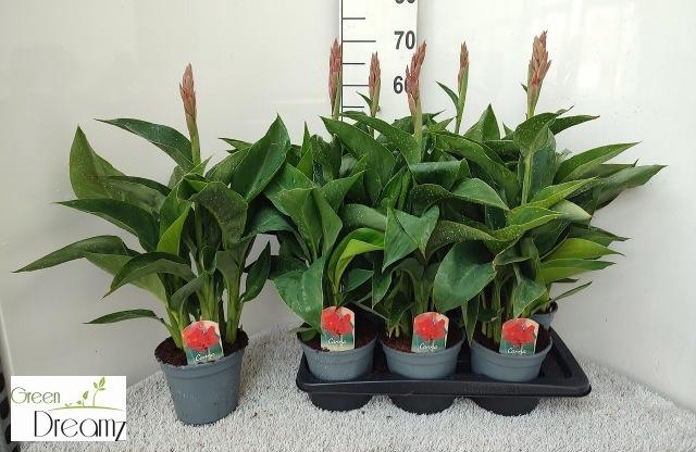 <h4>CANNA KRETA</h4>