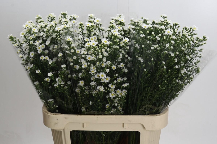 <h4>Aster Paquita</h4>