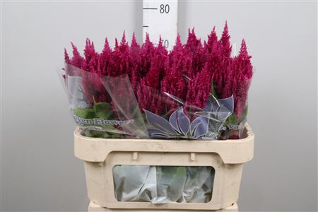 <h4>Cel P Sunday Purple</h4>