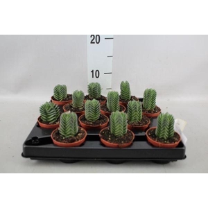 Crassula  'Buddha's Temple'