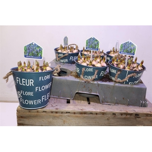 Arr Muscari In Zinken Pot