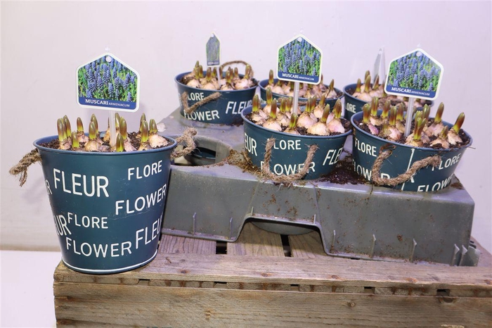 <h4>arr8 Arr Muscari In Zinken Pot</h4>