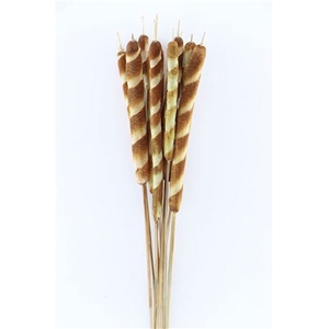 Dried Typha Natural 10pc Bunch