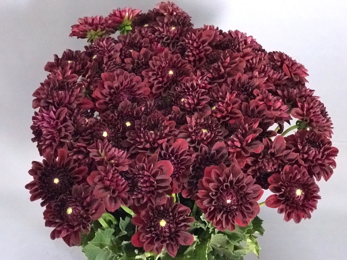 <h4>Dahlia Bordeaux</h4>