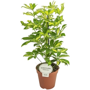 Schefflera arboricola 'Gerda'