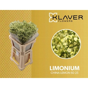 Limonium China Lemon Klaver