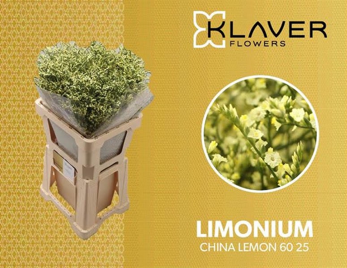 <h4>Limonium China Lemon Klaver</h4>