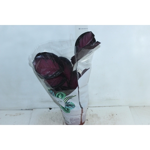 CALATHEA ROSEA PICTA CRIMSON P17