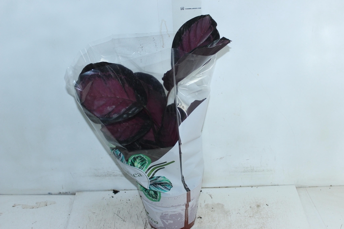<h4>CALATHEA ROSEA PICTA CRIMSON P17</h4>