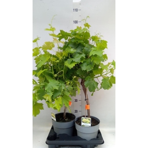 Vitis vinifera
