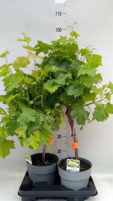 <h4>Vitis vinifera</h4>