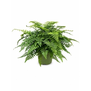 Asplenium Parvati