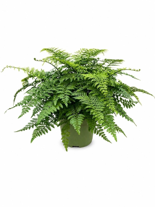 <h4>Asplenium Parvati</h4>