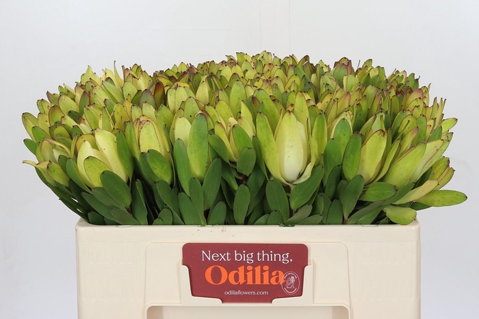 Leucadendron Goldstrike