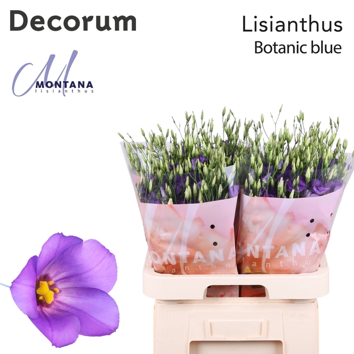 <h4>Lisianthus Botanic blue 70cm</h4>