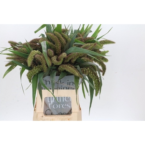 Setaria Italica Red Jewel