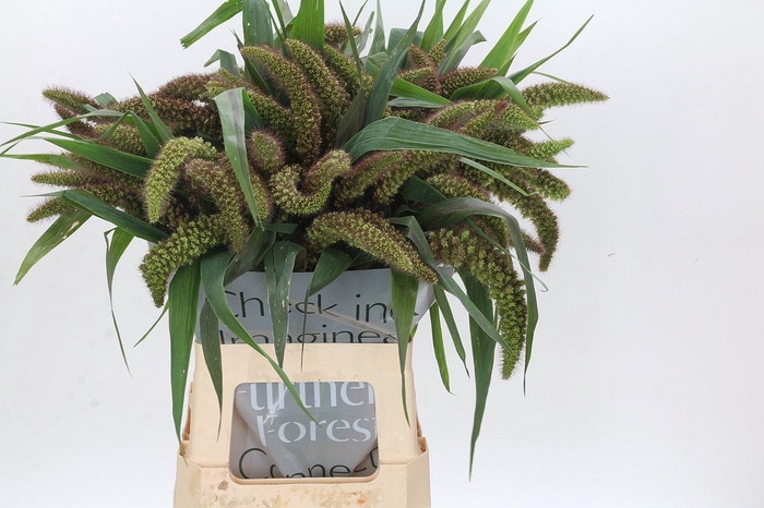 <h4>Setaria Italica Red Jewel</h4>