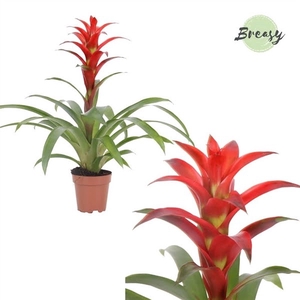 Guzmania Suerte Red