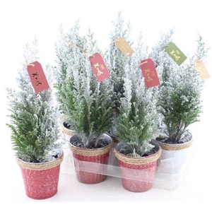 Cham L Ellwoodii Snow Decopot