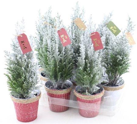 <h4>Cham L Ellwoodii Snow Decopot</h4>