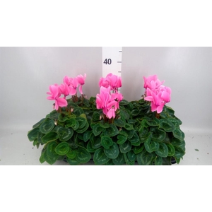Cyclamen GR 'Leopardo'