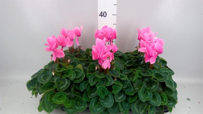 <h4>Cyclamen GR 'Leopardo'</h4>