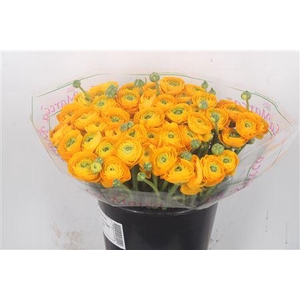 Ran.. Su Omega Extra