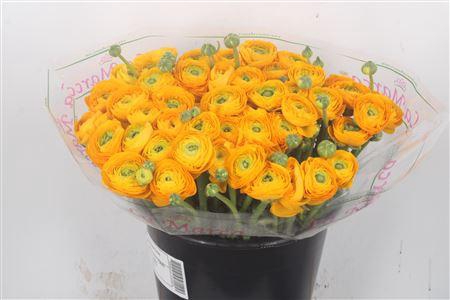 Ran.. Su Omega Extra