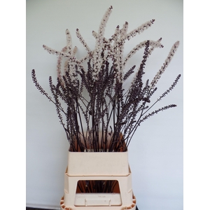 ACTAEA SIM BRUNETTE