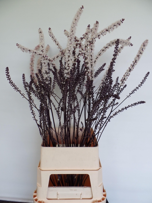 <h4>ACTAEA SIM BRUNETTE</h4>