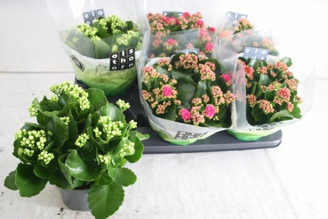 <h4>KAL GE GEM 4 KL</h4>