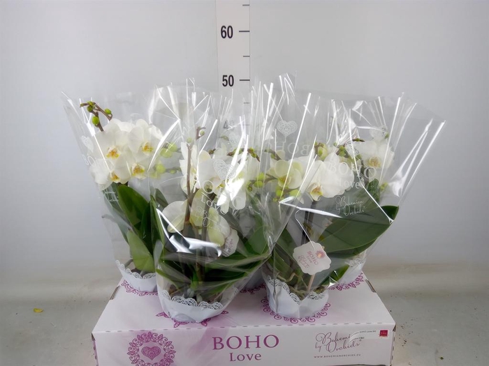 <h4>Phalaenopsis   ...white</h4>