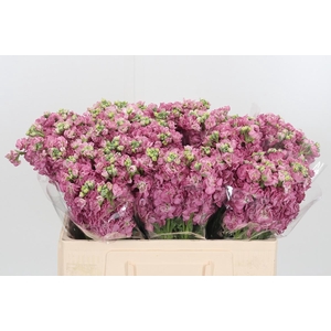 Matthiola Incana D Roze