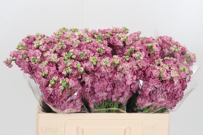 <h4>Matthiola Incana D Roze</h4>