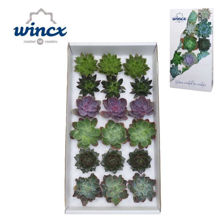 <h4>ECHEVERIA OV</h4>