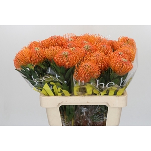 Nutans Ayoba Peach