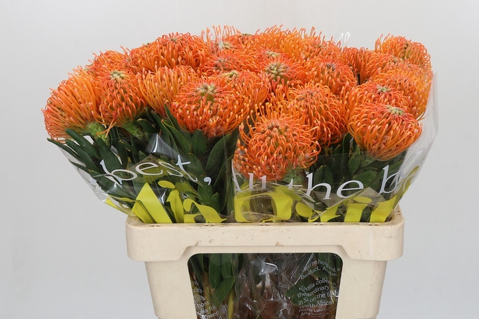 <h4>Nutans Ayoba Peach</h4>