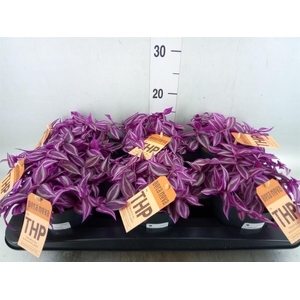 Tradescantia zebr. 'Pink Paradise'