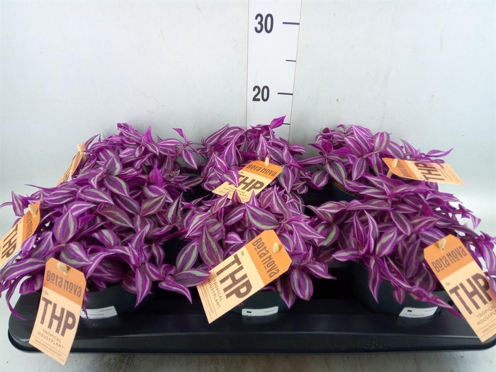 <h4>Tradescantia zebr. 'Pink Paradise'</h4>